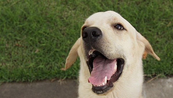 В Испании пес чувствует рак по запаху изо рта