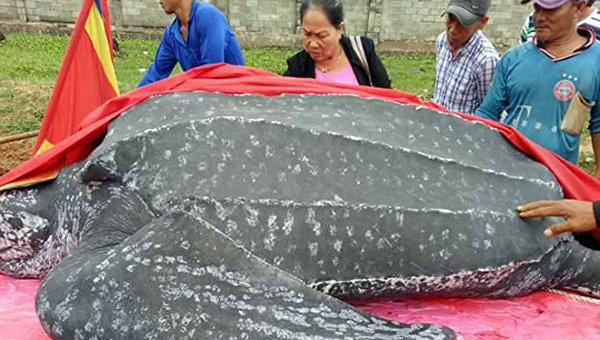 Во Вьетнаме похоронили гигантскую черепаху с почестями