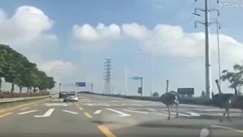 В Китае сбежавшие страусы устроили переполох на дороге