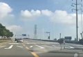 В Китае сбежавшие страусы устроили переполох на дороге