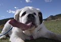 Собака с самым длинным языком в мире. Видео