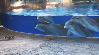Белки и дельфины. Видео