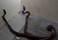 В Австралии домохозяйка шваброй выгнала из дома двух змей. Видео