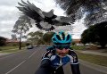 В США птица внезапно атаковала велосипедиста. Видео