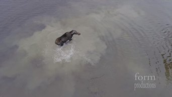 Дрон снял яростную схватку в воде между волком и лосем