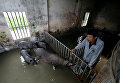 В результате наводнения, которое накрыло свиноводческую ферму в районе Тханьхоа, Вьетнам, погибло около 4000 свиней.