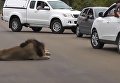 В ЮАР неожиданный поступок льва напугал туристов. Видео