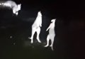 Полицейские сняли драку кенгуру на инфракрасную камеру