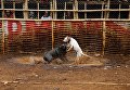 Жестокая Азия. Бои на выживание бойцовых собак и диких кабанов в Индонезии
