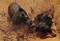 Жестокая Азия. Бои на выживание бойцовых собак и диких кабанов в Индонезии