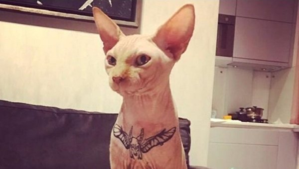 Зоозащитники ищут хозяина кота, которому в Чернигове сделали тату
