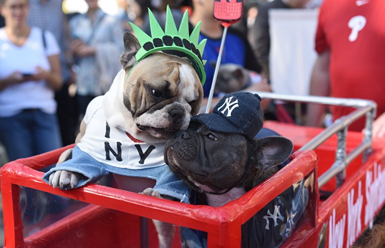 Собачий Хэллоуин-парад в Нью-Йорке