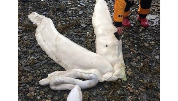 На Аляске найдено странное мертвое существо