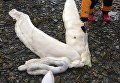 На Аляске найдено странное мертвое существо