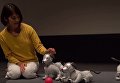 Японцы представили новое поколение робота-собаки