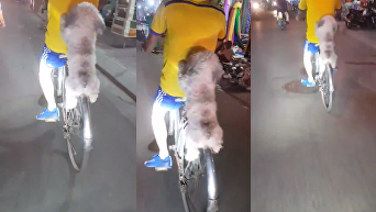 Собака, ехавшая на заднем колесе велосипеда, взорвала сеть. Видео