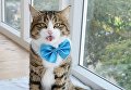 Харизматичный кот прославился благодаря необычному языку