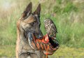 Загадочная история дружбы овчарки и совы
