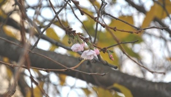 Цветение сакуры в Мукачево