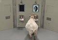 Ученые научили овец узнавать Барака Обаму, чтобы лучше лечить болезнь Паркинсона