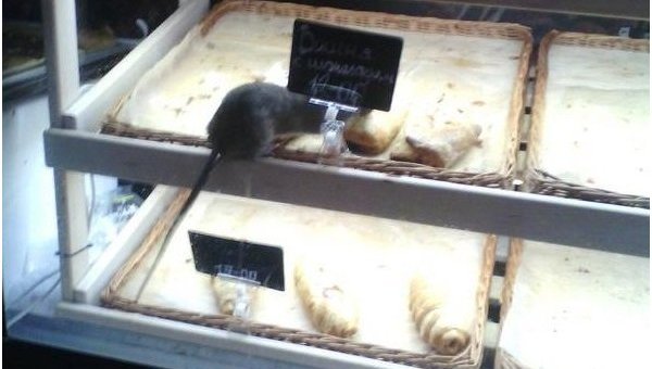 Мышь поедает слойки в запорожском киоске