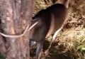 В США охотники спасли оленя с помощью бензопилы. Видео