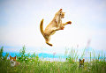 Японский фотограф снимает котиков кунг-фу