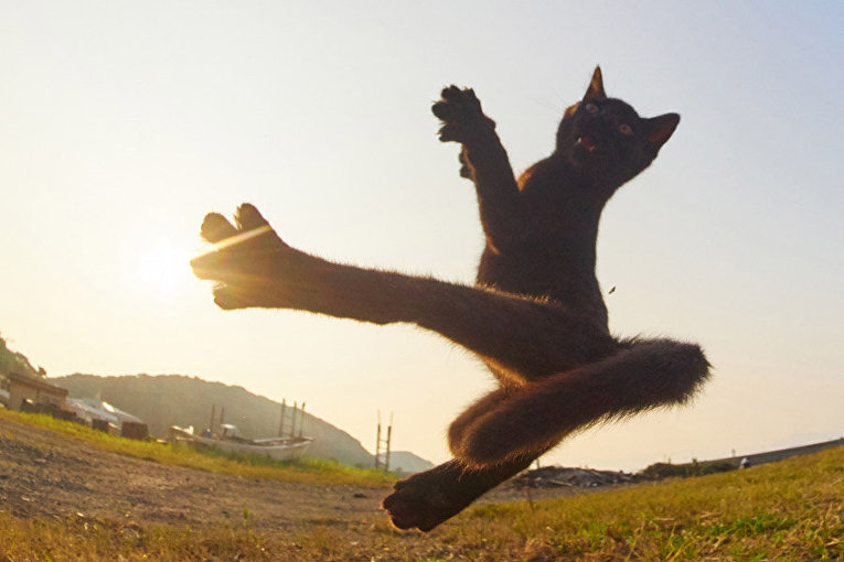 Японский фотограф снимает котиков кунг-фу