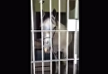 В Бразилии лошадь посадили в тюрьму. Видео