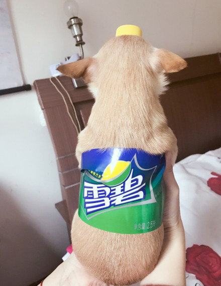 Очередной тренд китайских соцсетей – собачка-бутылка