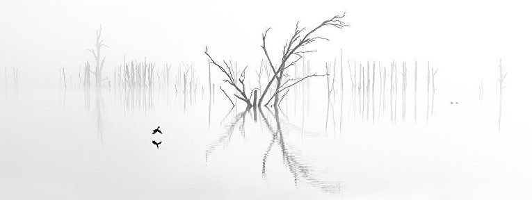 Призер конкурса среди фотографов-любителей в категории Природа/Пейзаж Рэй Дженнингс из Австралии. Снимок Прибытие был сделан на озере Уиндамир в австралийском штате Новый Южный Уэльс.
