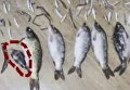 Китайские рыбаки случайно уничтожили редкий вид рыбы