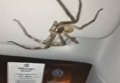 Гигантский паук взял в заложники девушку-водителя в Австралии. Видео