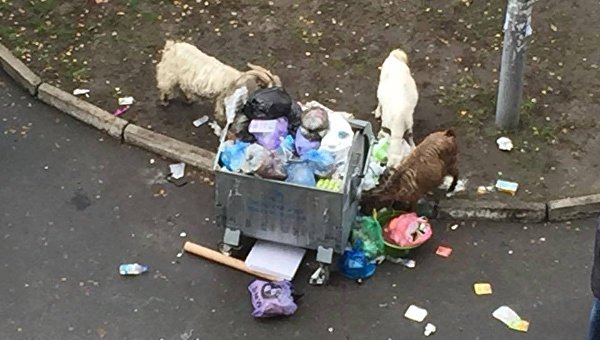 Козы роются в мусорниках в Киеве
