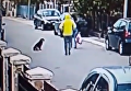 Четвероногий спаситель. Уличный пес спас женщину от грабителя. Видео