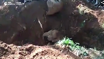 Появились кадры по спасению слоненка в Индии. Видео