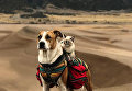 Кот и пес путешественники
