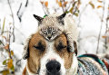 Кот и пес путешественники