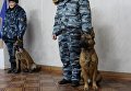 Клонированные овчарки на службе в российской службе исполнения наказаний