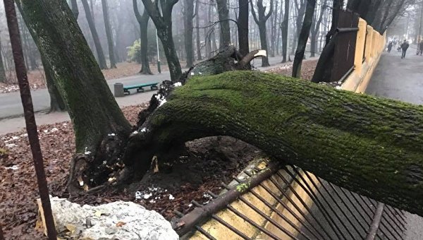 В Черновцах упавшее дерево травмировало школьника