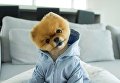 Пес Jiffpom - самый популярный пес Instagram