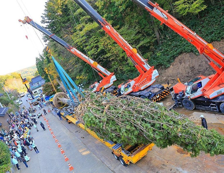 В Японии установили самую высокую в мире живую рождественскую ель