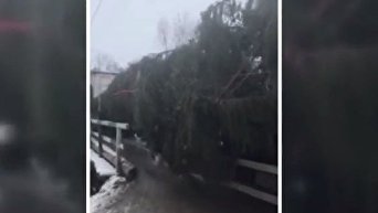 Украинская елка для Кишинева. Видео