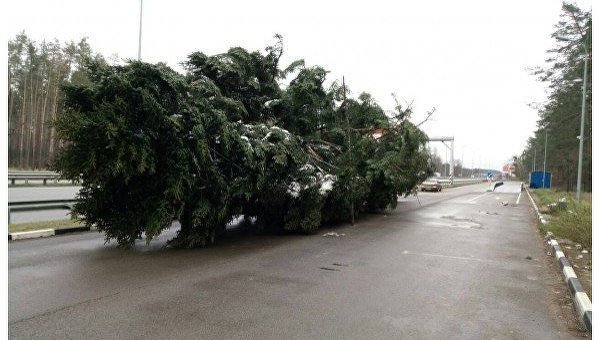 Главная елка Украины доставлена в Киев