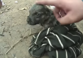 Вьетнамец спас тонущего щенка, сделав ему искусственное дыхание. Видео