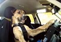 Закрытая в авто собака придумала забавный способ привлечь внимание
