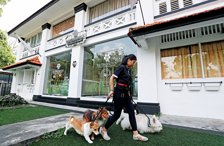 Люксовый отель для животных в Сингапуре
