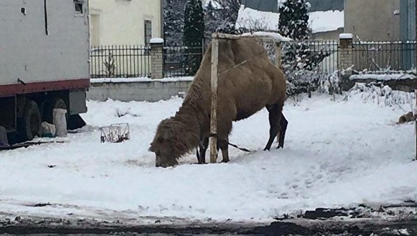 Грузинский цирк забыл в Украине верблюда