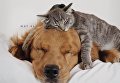 Дружба собак и кота