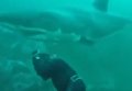 Дайверы сняли на видео неудавшееся нападение большой белой акулы. Видео